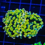 Rainbow Hammer Coral - Multihead