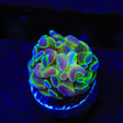 Rainbow Holy Grail Hammer Coral
