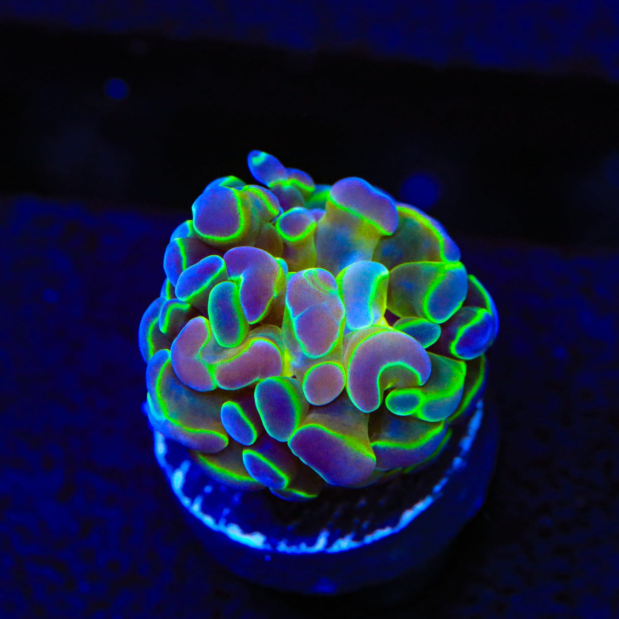 Rainbow Holy Grail Hammer Coral