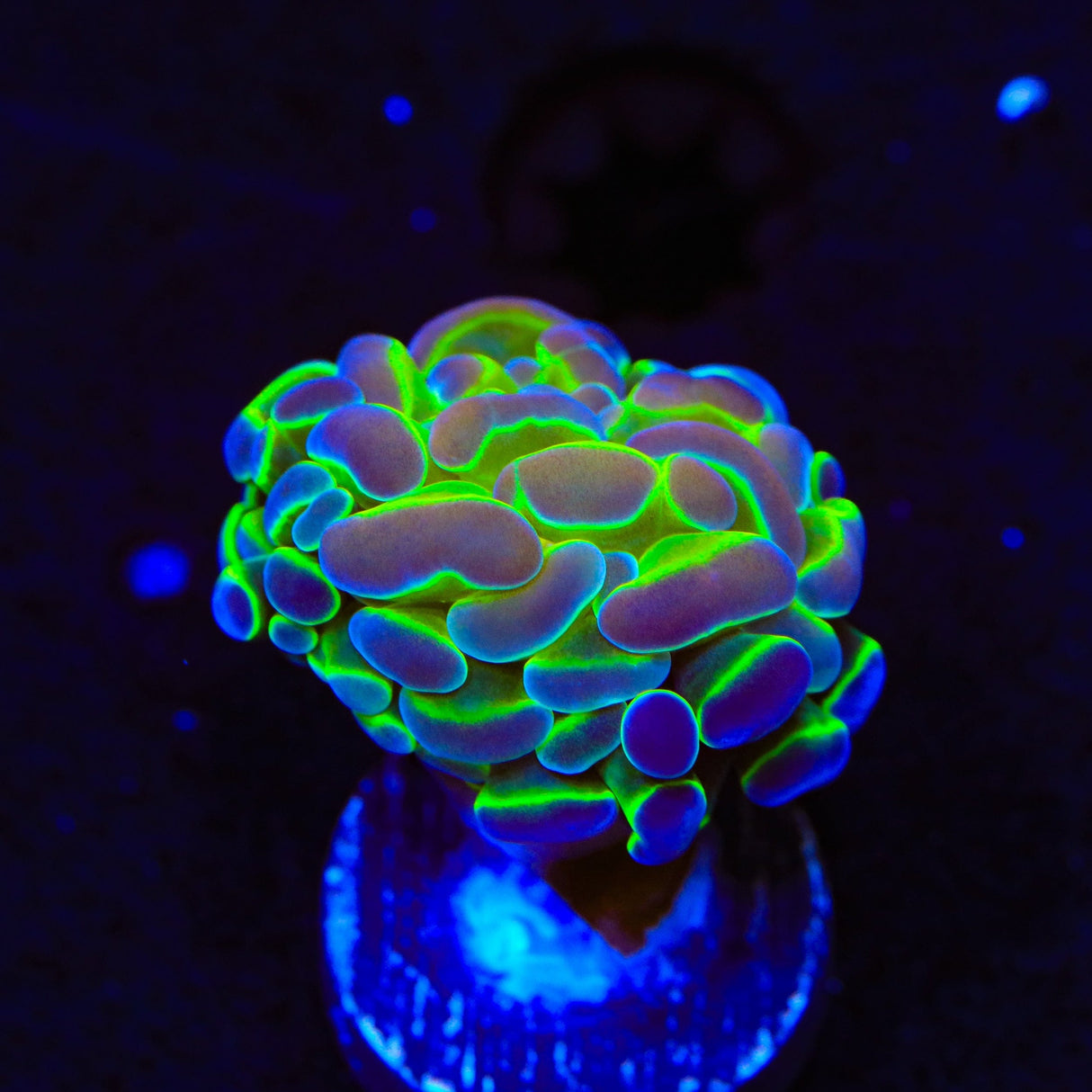 Rainbow Holy Grail Hammer Coral