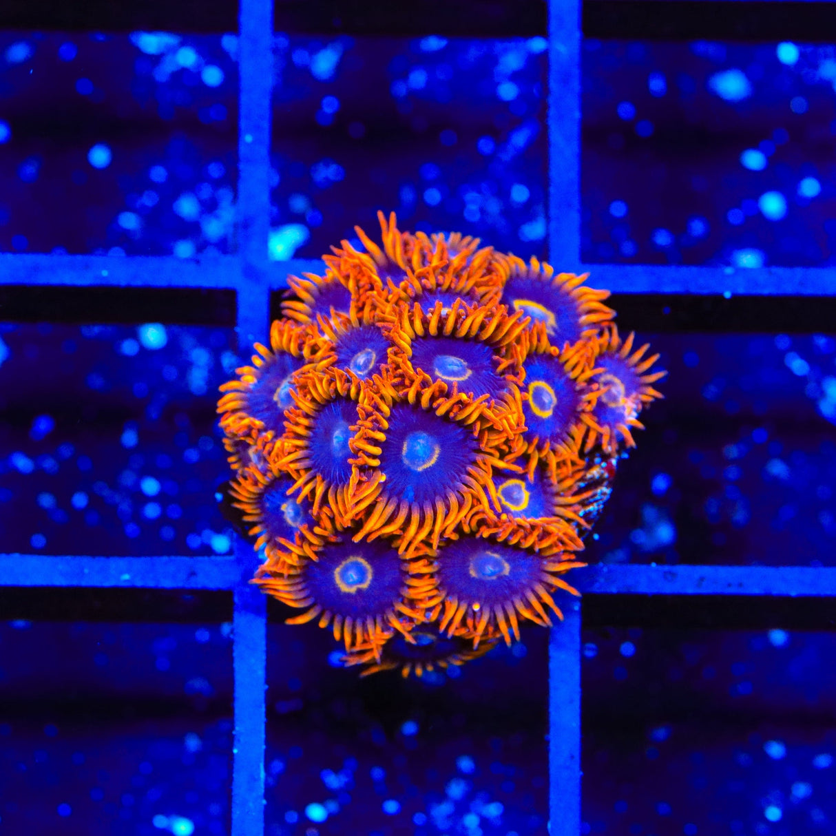 Rainbow Hornet Zoanthids Coral