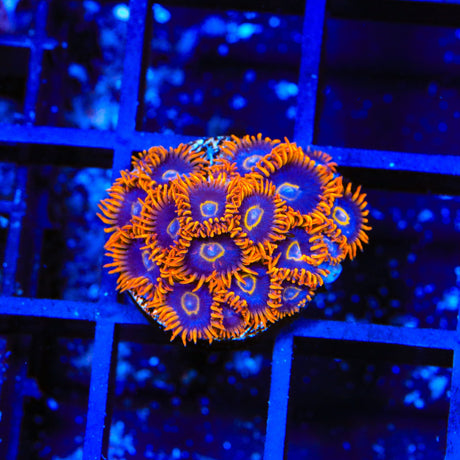 Rainbow Hornet Zoanthids Coral