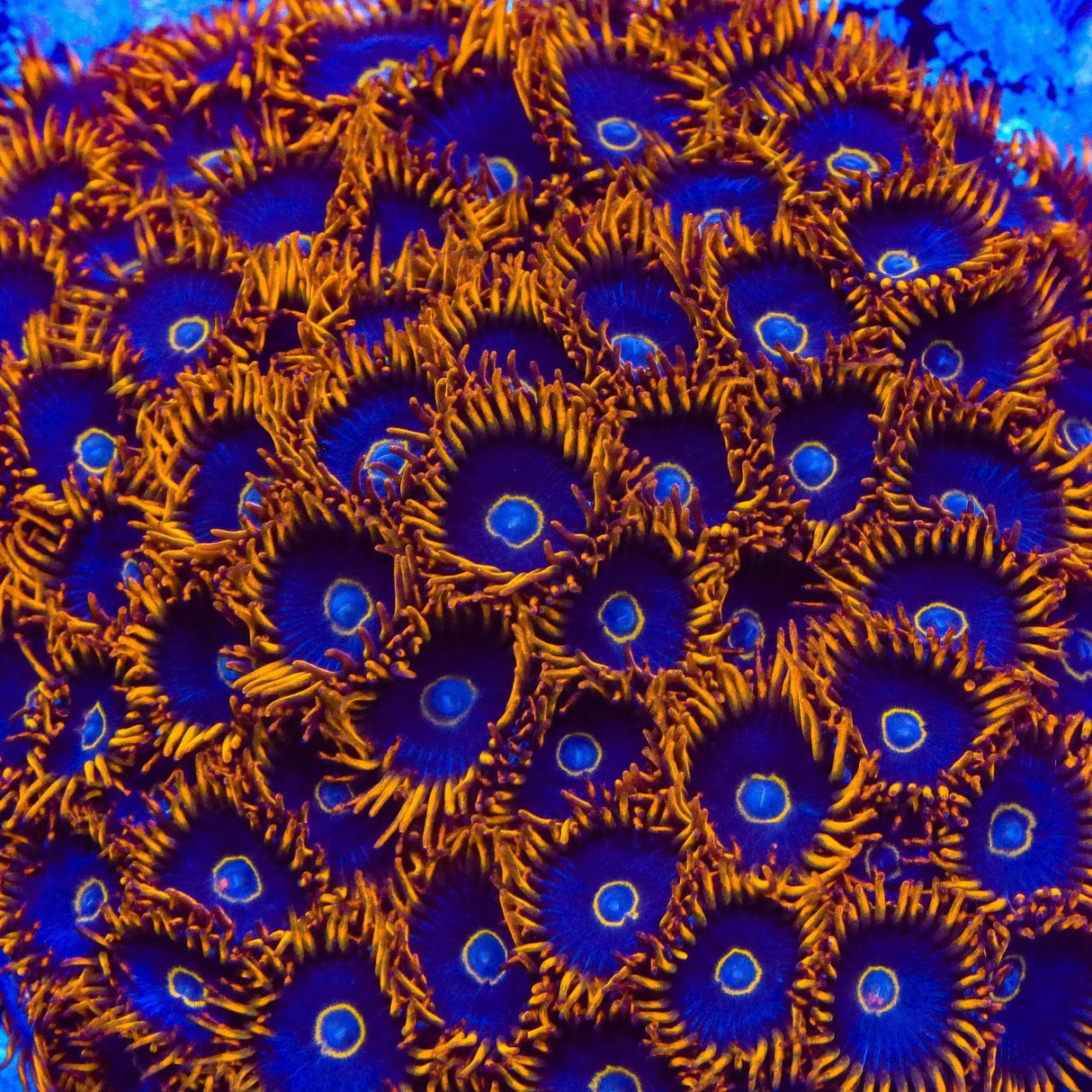 Rainbow Hornet Zoanthids Coral