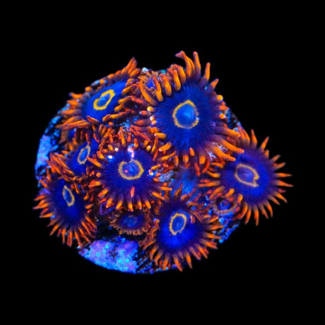 Rainbow Hornet Zoanthids Coral