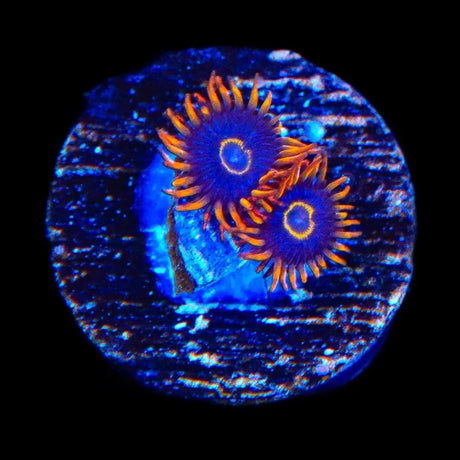 Rainbow Hornet Zoanthids Coral