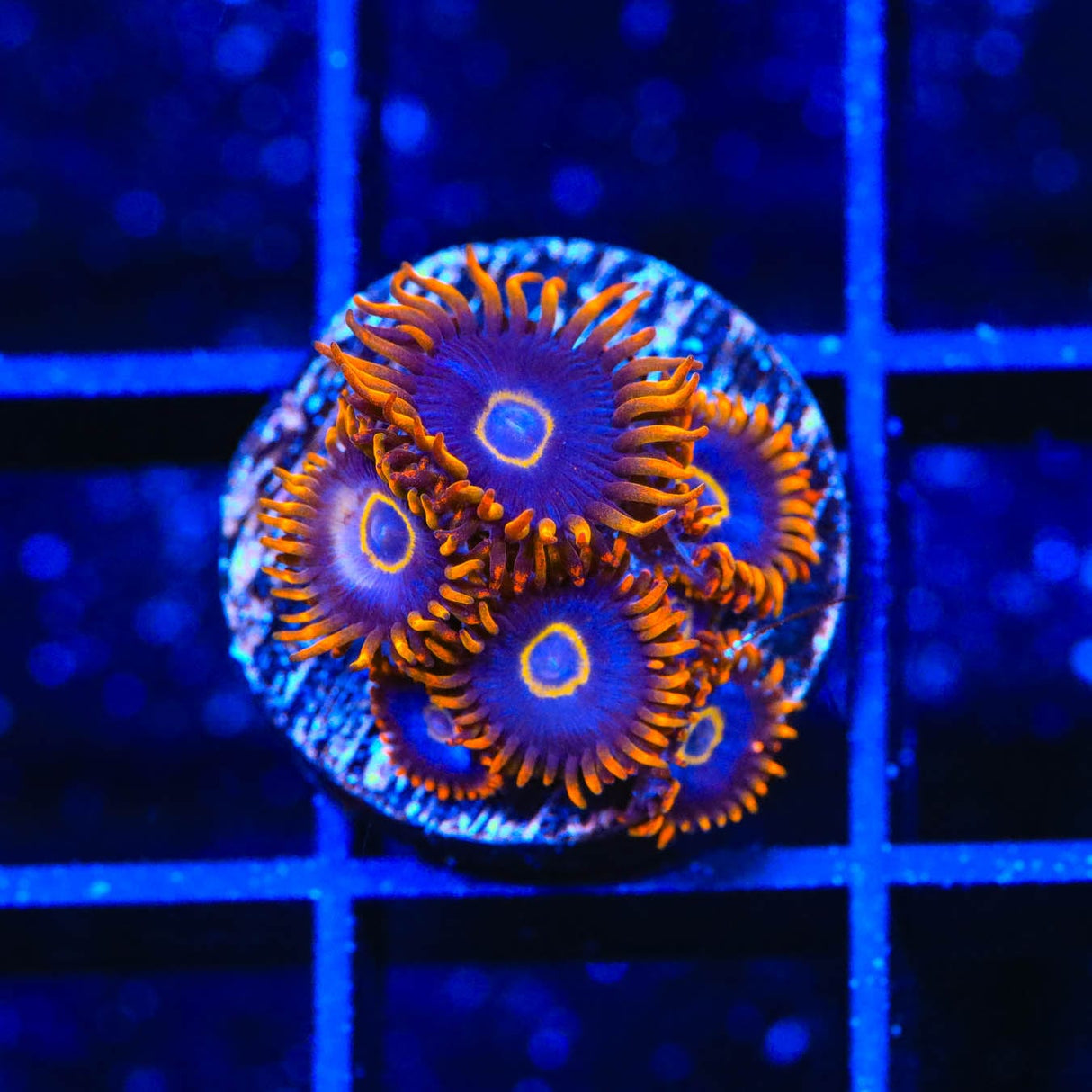 Rainbow Hornet Zoanthids Coral
