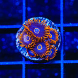 Rainbow Hornet Zoanthids Coral