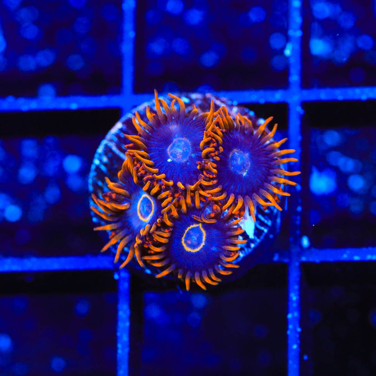 Rainbow Hornet Zoanthids Coral
