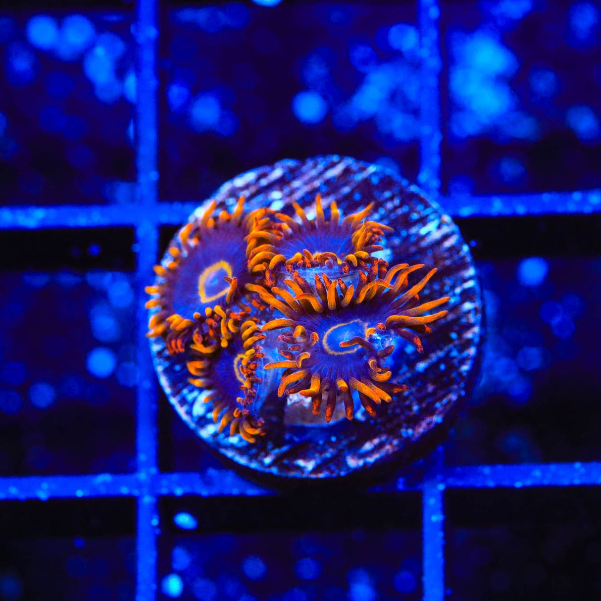 Rainbow Hornet Zoanthids Coral