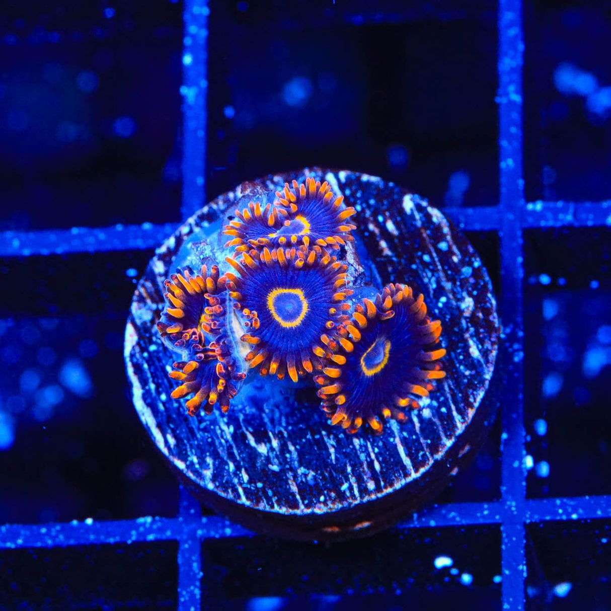 Rainbow Hornet Zoanthids Coral