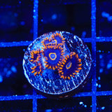 Rainbow Hornet Zoanthids Coral