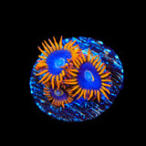 Rainbow Hornet Zoanthids Coral