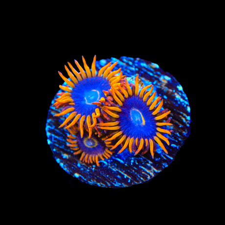 Rainbow Hornet Zoanthids Coral