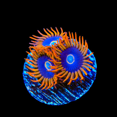 Rainbow Hornet Zoanthids Coral