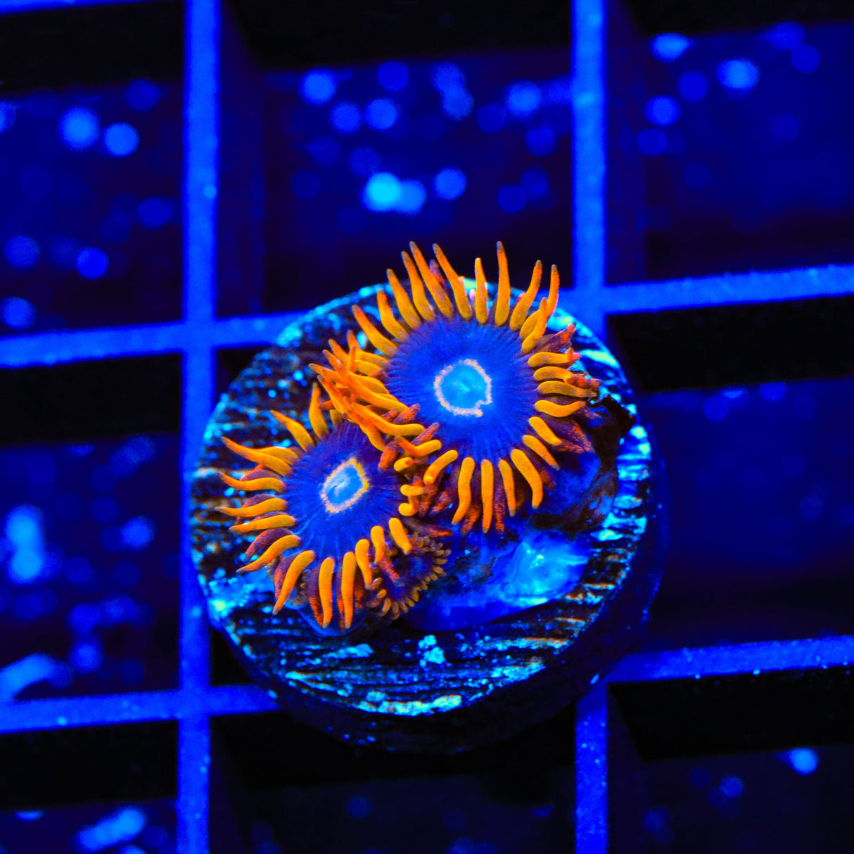 Rainbow Hornet Zoanthids Coral