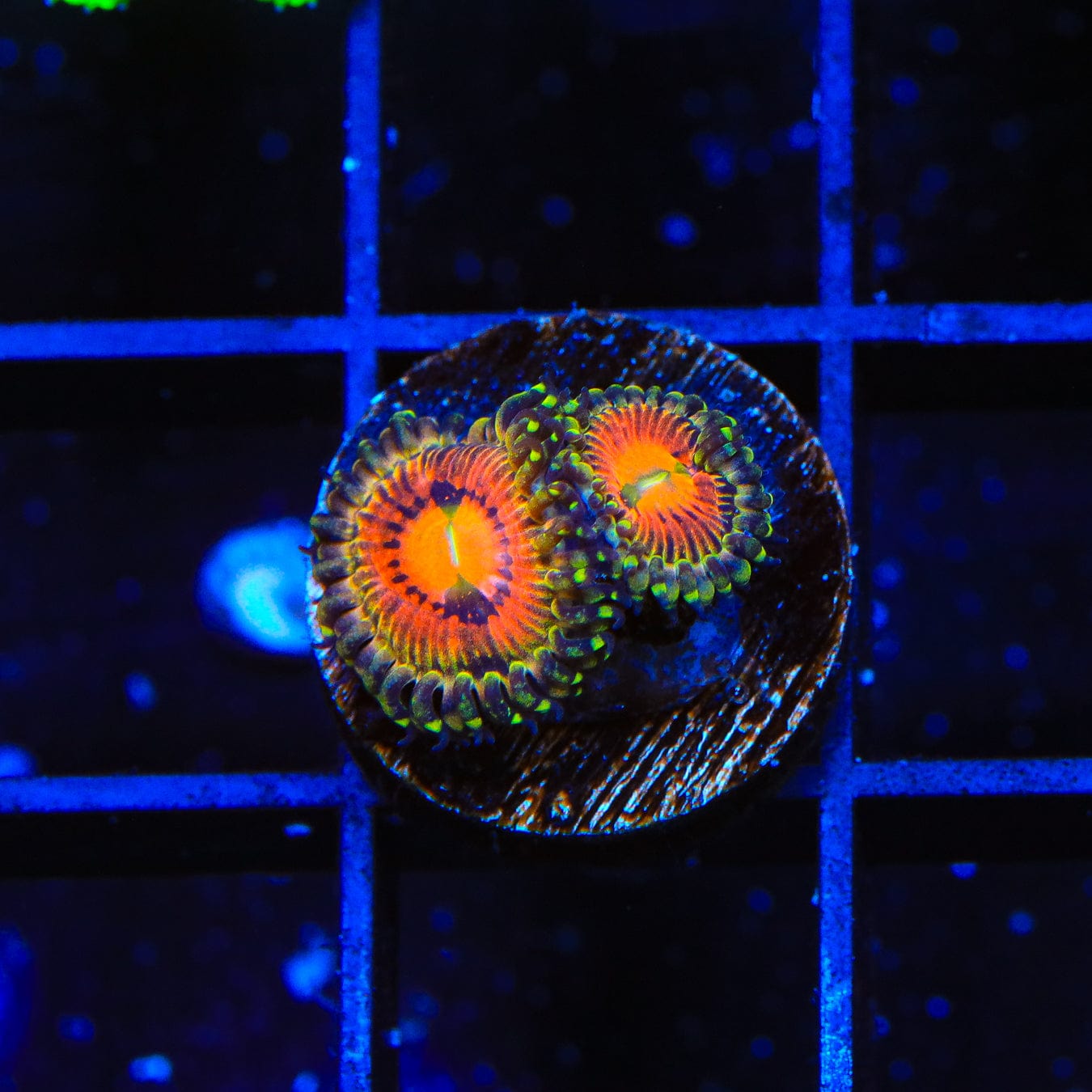 Rainbow Incenerator Zoanthids Coral