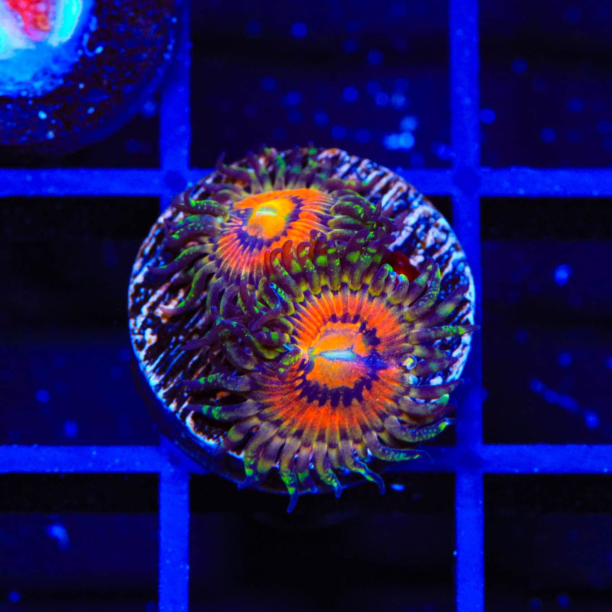 Rainbow Incenerator Zoanthids Coral