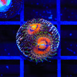 Rainbow Incenerator Zoanthids Coral