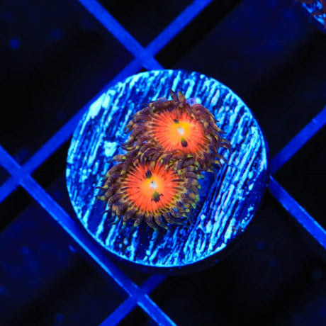 Rainbow Incenerator Zoanthids Coral