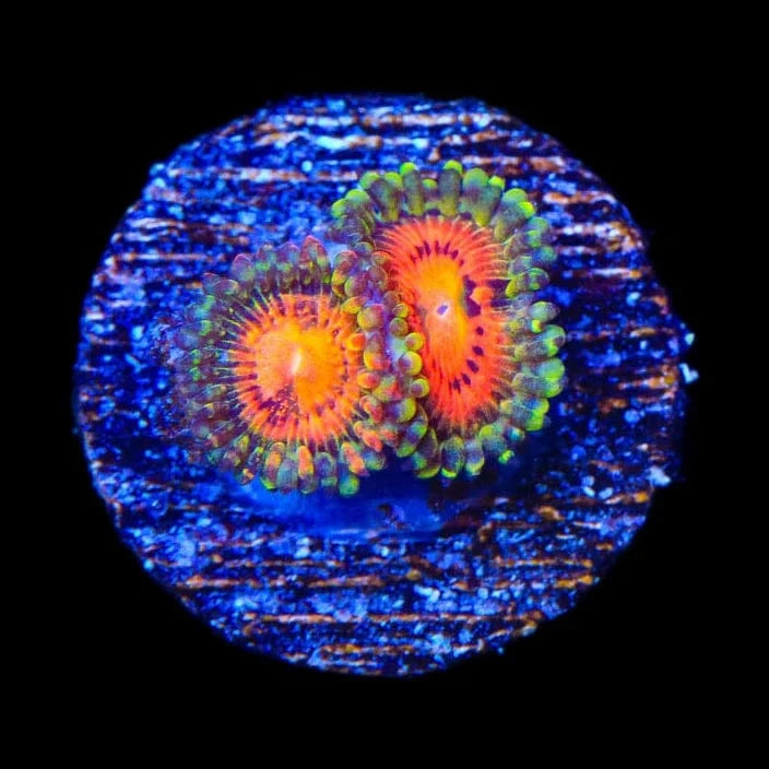 Rainbow Incinerator Zoanthids Coral