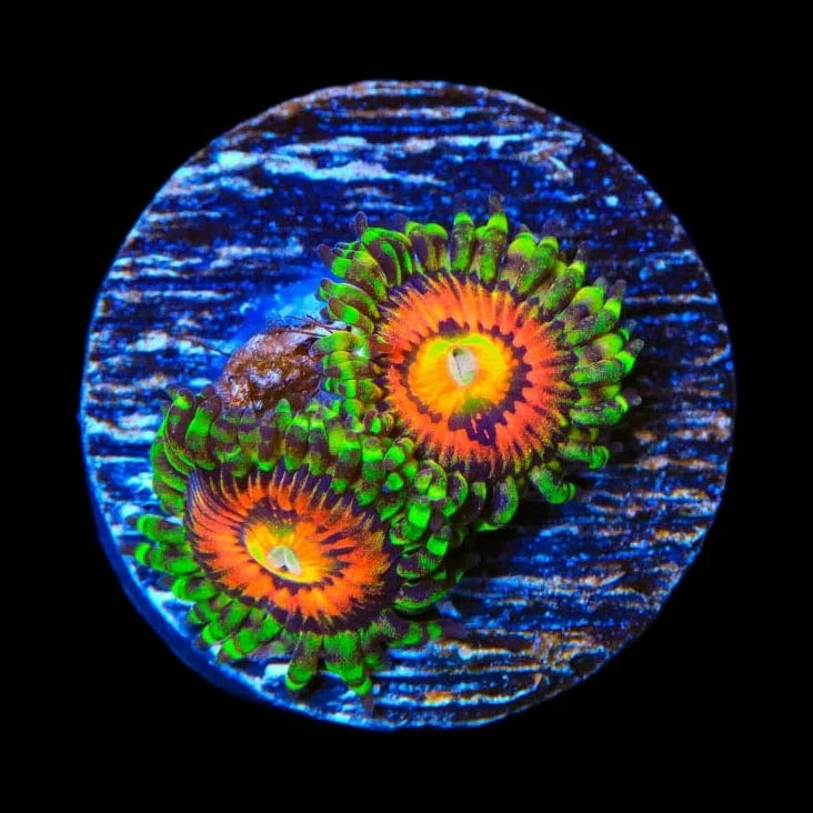 Rainbow Incinerator Zoanthids Coral