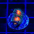 Rainbow Incinerator Zoanthids Coral