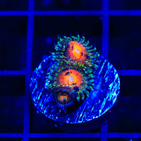 Rainbow Incinerator Zoanthids Coral