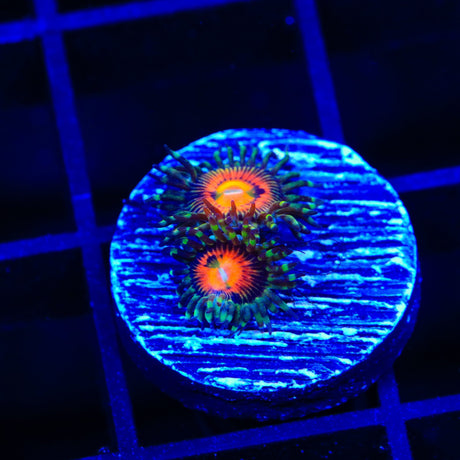 Rainbow Incinerator Zoanthids Coral