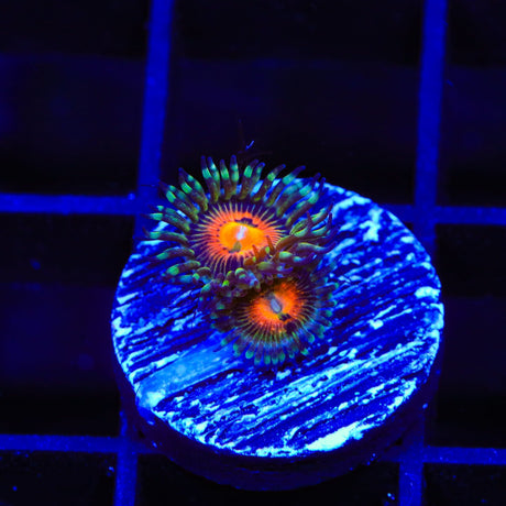 Rainbow Incinerator Zoanthids Coral