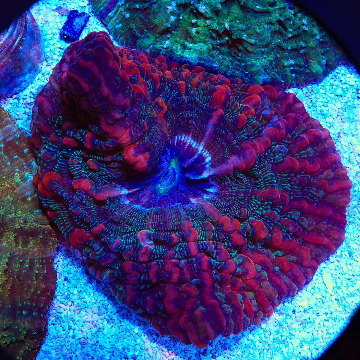 Rainbow Indophyllia  Coral
