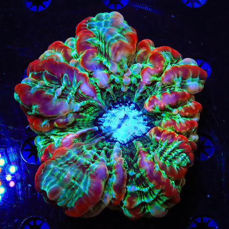 Rainbow Indophyllia Coral