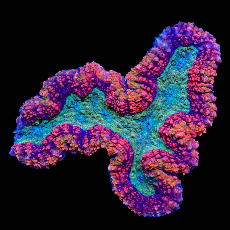 Rainbow Lobophyllia Colony 5" Coral