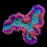 Rainbow Lobophyllia Colony 5" Coral