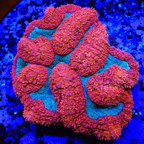 Rainbow Lobophyllia Colony Coral