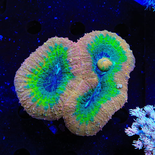 Rainbow Lobophyllia Coral