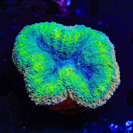 Rainbow Lobophyllia Coral