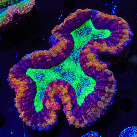 Rainbow Lobophyllia Coral