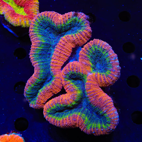 Rainbow Lobophyllia Coral