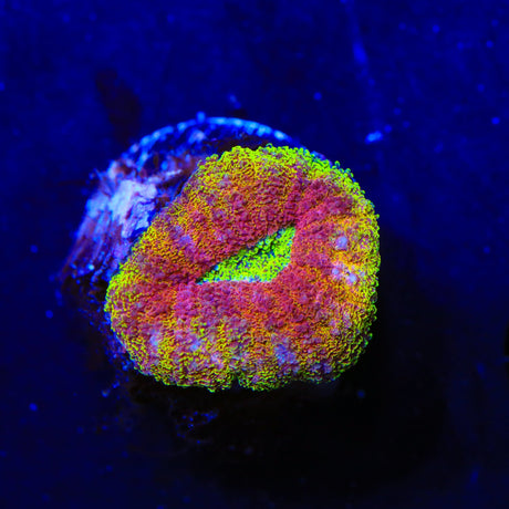 Rainbow Lobophyllia Coral