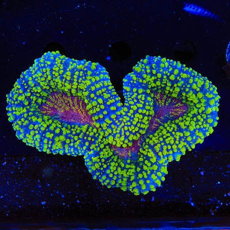 Rainbow Lobophyllia Coral