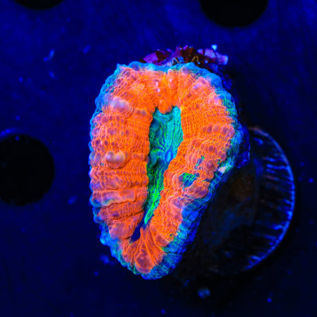 Rainbow Lobophyllia Coral