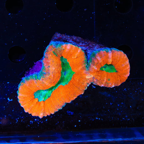 Rainbow Lobophyllia Coral