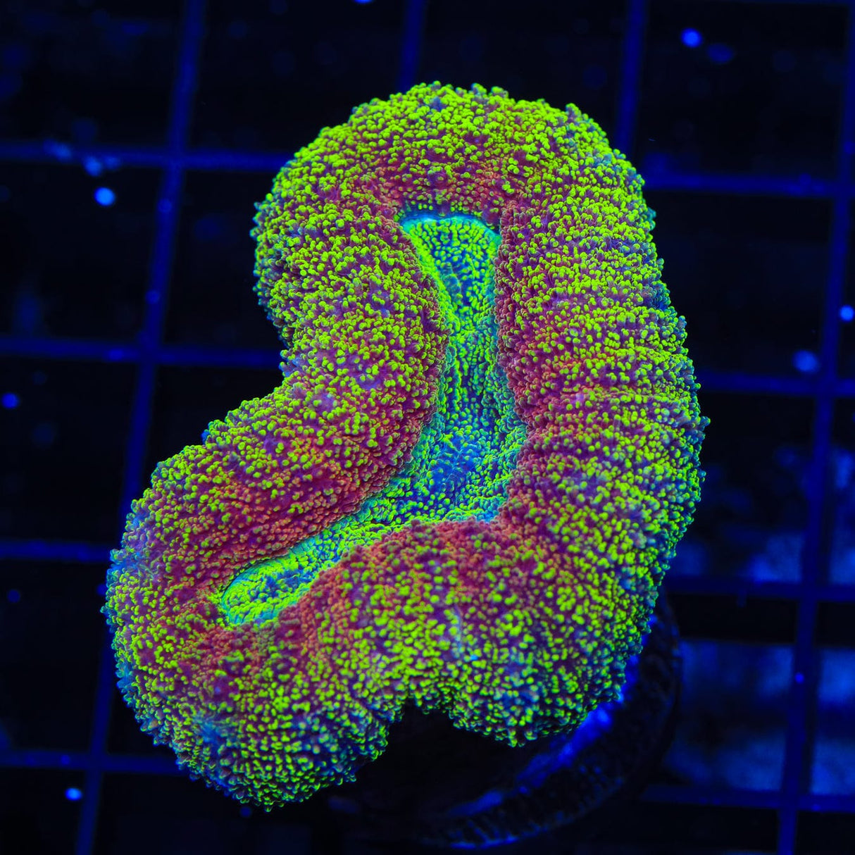 Rainbow Lobophyllia Coral