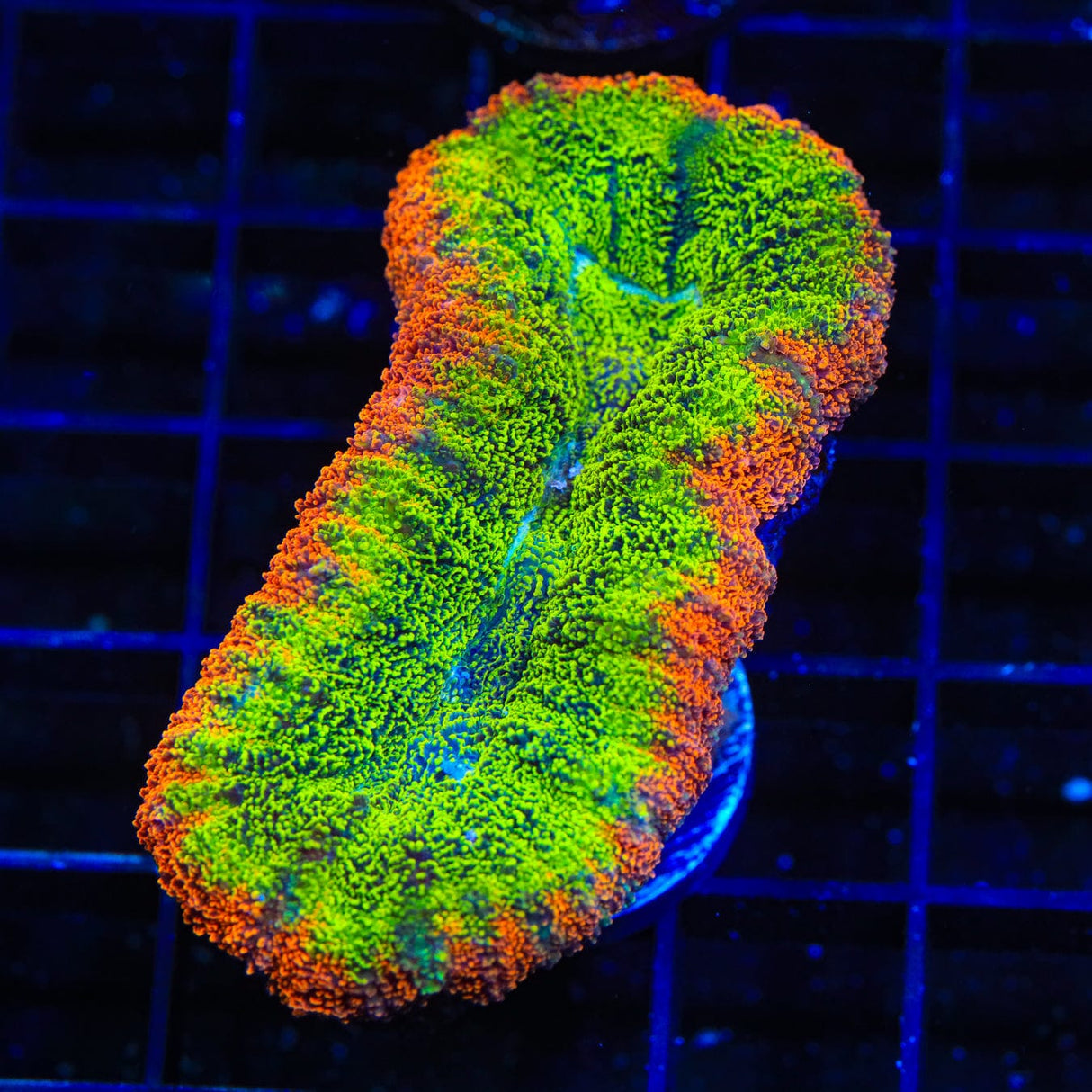 Rainbow Lobophyllia Coral