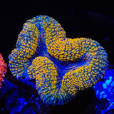 Rainbow Lobophyllia Coral