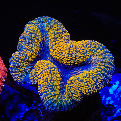 Rainbow Lobophyllia Coral