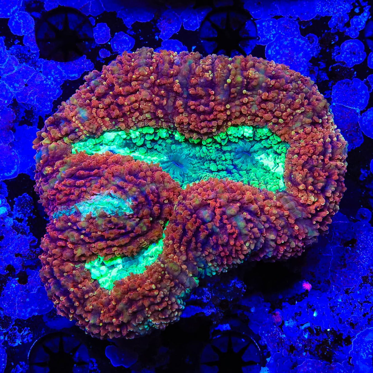 Rainbow Lobophyllia Coral