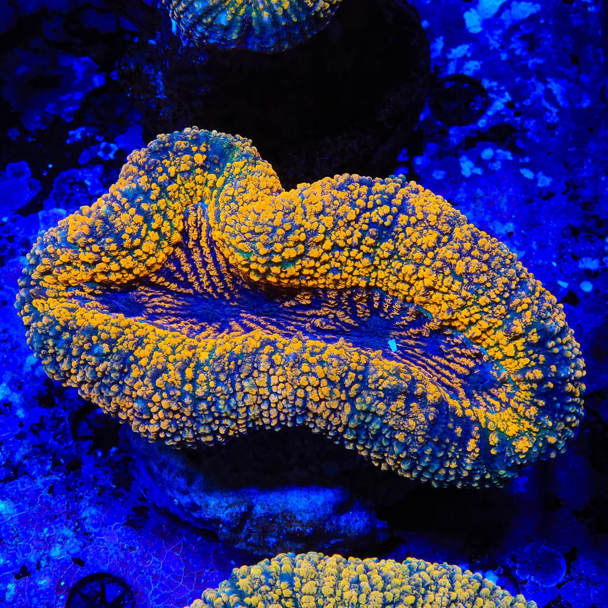 Rainbow Lobophyllia Coral