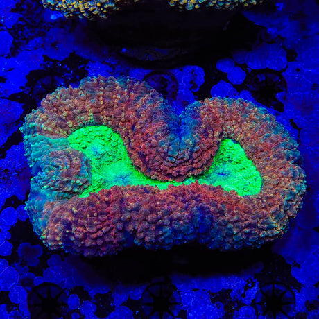 Rainbow Lobophyllia Coral