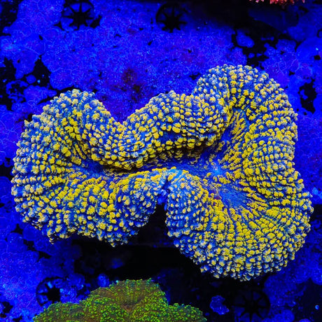 Rainbow Lobophyllia Coral